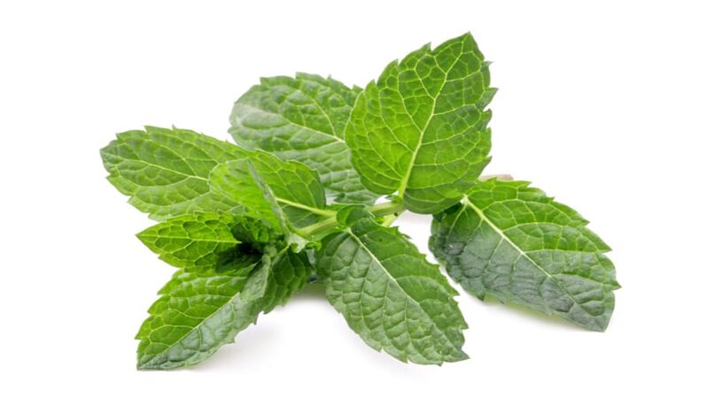Menta en Hondrolife